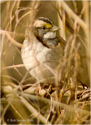 White-throated Sparrow (winter visitor)