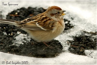 Tree Sparrow (winter visitor)