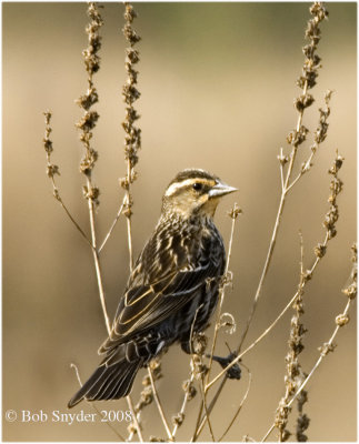 A Red-winged Blackbird female.