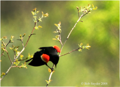 Red-winged Blackbird male displaying!