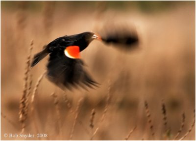 Red-winged Blackbird partrolling his turf!
