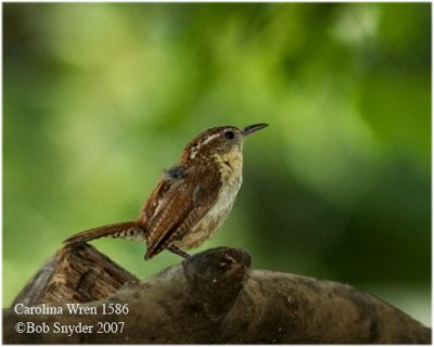 Carolina Wren at my woodpile, summer 2007