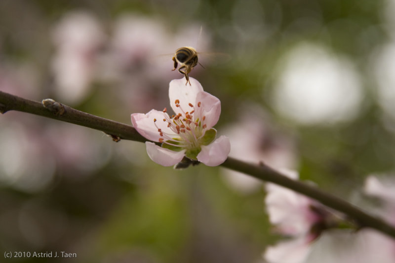 Signs of Spring