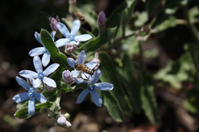 Bees & Butterflies