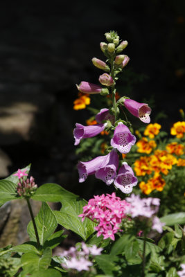 Flowers & Plants
