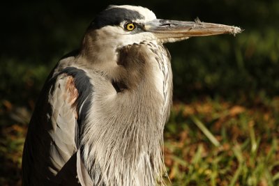 Heron