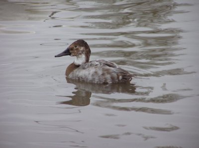 Canvasback