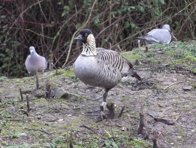 Hawaiian Nene Goose
