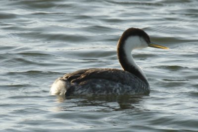 Western Grebe