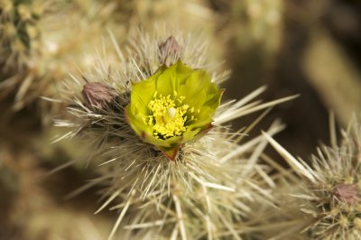 Cholla Cactus Blossom