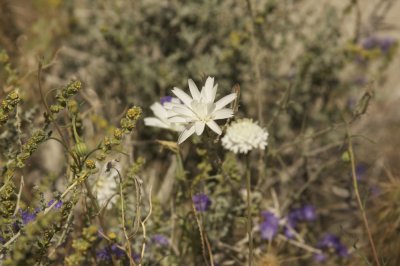 Desert Chicory