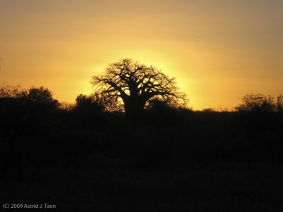 Sun setting behind a Baobab