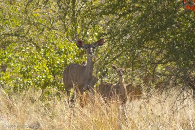 Female Kudu and Young