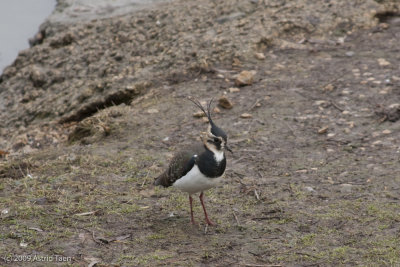 Northern Lapwing