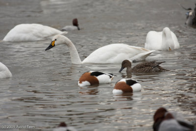 Bewick's (Tundra) Swan