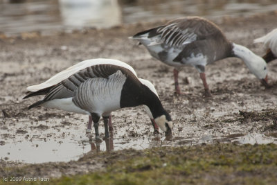 Barnacle Goose