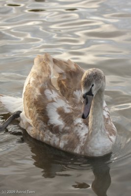 Immature Swan
