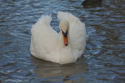 Mute Swan