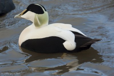 Eiders