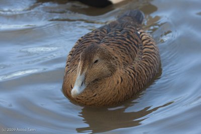 European Eider