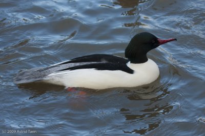 Goosander
