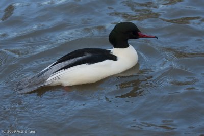 Goosander