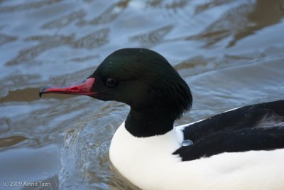 Goosander