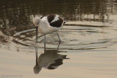 American Avocet