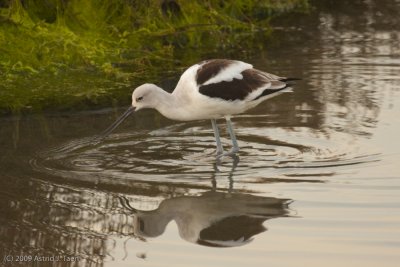 American Avocet