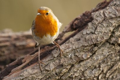 European Robin