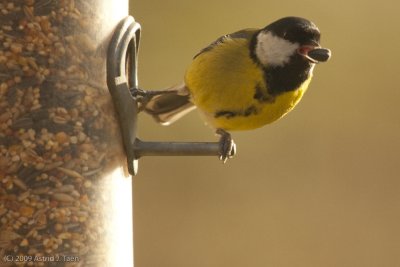 Great Tit