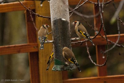 Finches