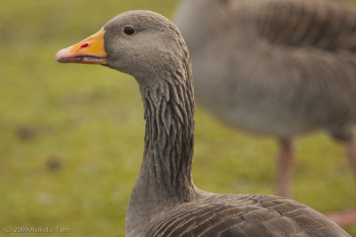 Greylag goose