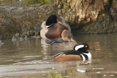 Hooded Mergansers