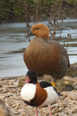 Ruddy-headed Goose