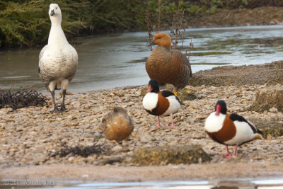 Magellan & Ruddy-headed geese