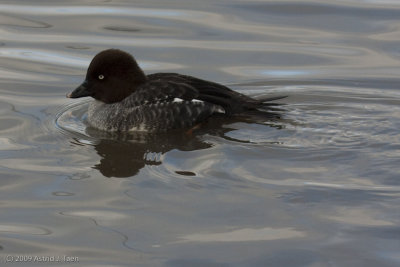 Goldeneyes