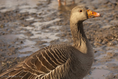 Greylag goose