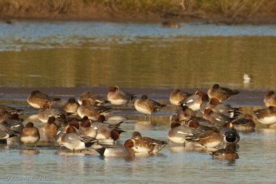 Mostly Eurasian Wigeon
