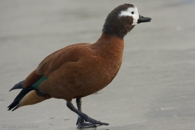 Cape Shelduck (female)