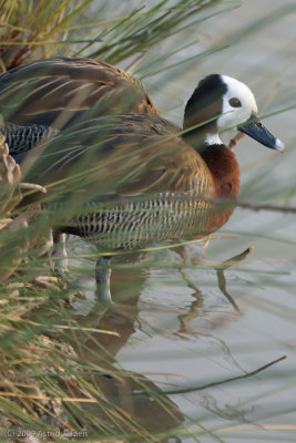 White-faced Whistling Duck