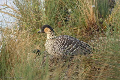 Hawaiian Nene Goose