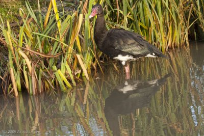 Unidentified Birds