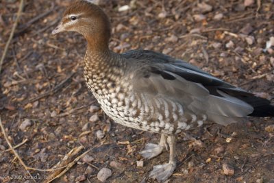 Wood Ducks