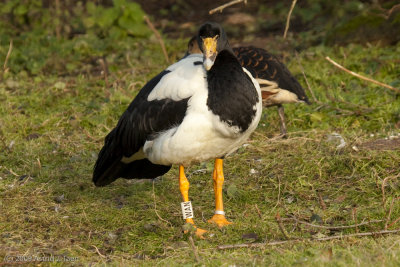 Magpie Goose