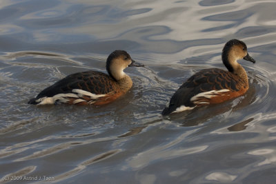 Whistling Ducks