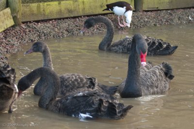Black Swan