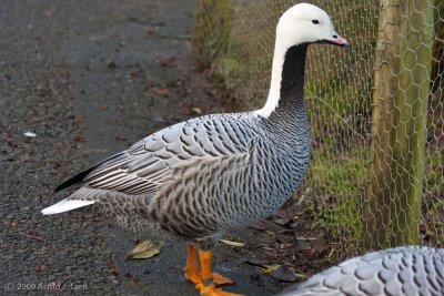 Emperor Goose