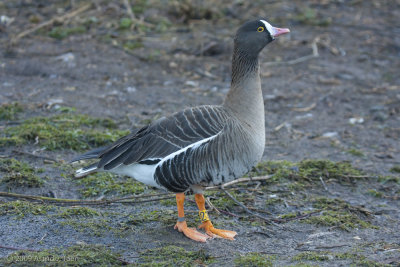 Lesser White-fronted Goose