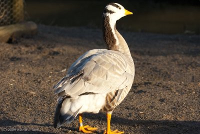 Bar-headed Goose
